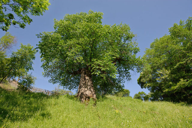 Ulmii din Pârâul Morii © Ovidiu Ștefeligă