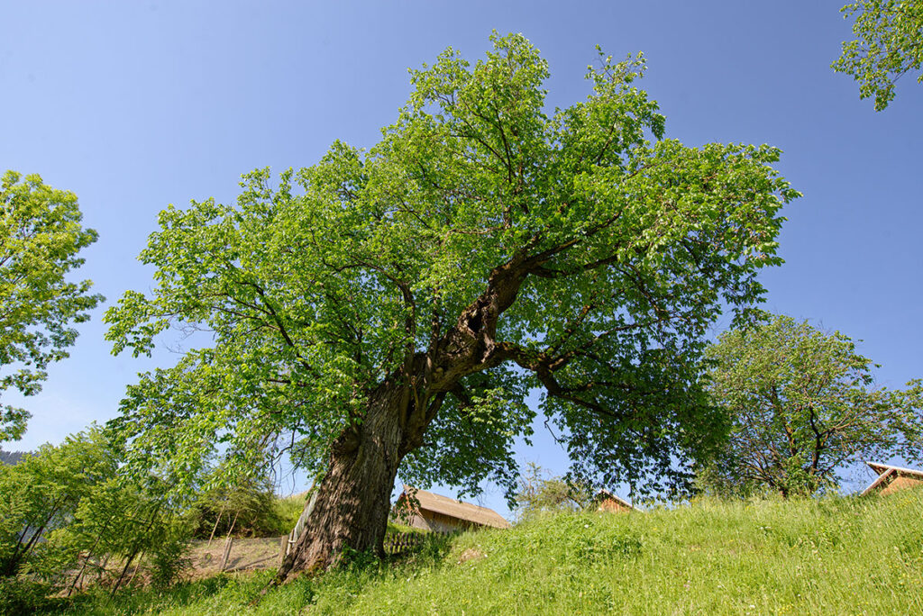 Ulmii din Pârâul Morii