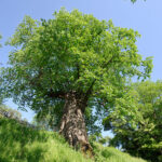 ulmi-09