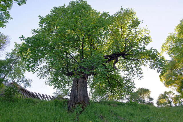 Ulmii din Pârâul Morii © Ovidiu Ștefeligă