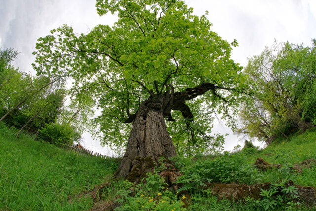 Ulmii din Pârâul Morii © Ovidiu Ștefeligă